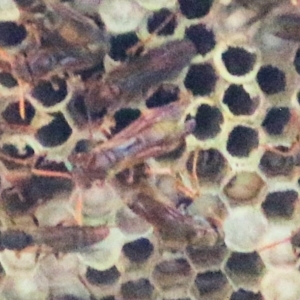 Polistes (Polistella) humilis at Splitters Creek, NSW - 20 Feb 2021