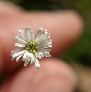 Lagenophora montana at Currawang, NSW - suppressed