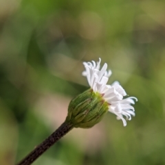 Lagenophora montana at Currawang, NSW - suppressed