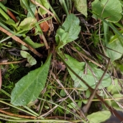 Lagenophora montana at Currawang, NSW - suppressed