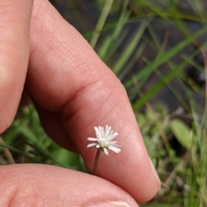 Lagenophora montana at Currawang, NSW - suppressed