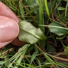 Lagenophora montana at Currawang, NSW - suppressed