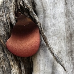 Fistulina sp. (A Beefsteak fungus) at Bimberi Nature Reserve - 20 Feb 2021 by KMcCue