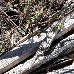 Liopholis whitii (White's Skink) at Cotter River, ACT - 20 Feb 2021 by KMcCue