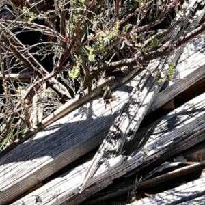 Liopholis whitii at Cotter River, ACT - 20 Feb 2021 11:45 AM