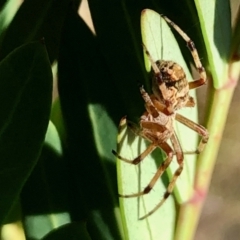 Araneidae (family) (Orb weaver) at Brindabella, NSW - 20 Feb 2021 by KMcCue