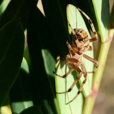 Unidentified Spider (Araneae) at Bimberi Nature Reserve - 19 Feb 2021 by KMcCue