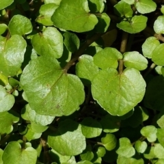 Rorippa nasturtium-aquaticum (Watercress) at Pine Island to Point Hut - 20 Feb 2021 by tpreston