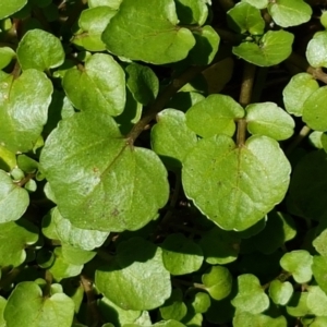 Rorippa nasturtium-aquaticum at Greenway, ACT - 20 Feb 2021