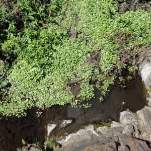 Rorippa nasturtium-aquaticum at Greenway, ACT - 20 Feb 2021