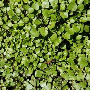 Rorippa nasturtium-aquaticum at Greenway, ACT - 20 Feb 2021