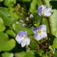 Veronica anagallis-aquatica (Blue Water Speedwell) at Greenway, ACT - 20 Feb 2021 by trevorpreston