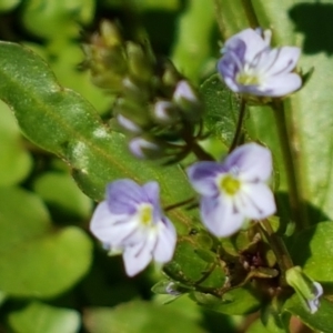 Veronica anagallis-aquatica at Greenway, ACT - 20 Feb 2021