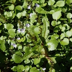 Veronica anagallis-aquatica at Greenway, ACT - 20 Feb 2021