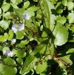 Veronica anagallis-aquatica at Greenway, ACT - 20 Feb 2021