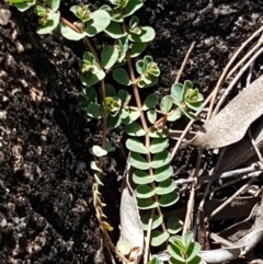 Euphorbia dallachyana (Mat Spurge, Caustic Weed) at Greenway, ACT - 20 Feb 2021 by trevorpreston