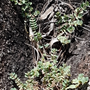 Euphorbia dallachyana at Greenway, ACT - 20 Feb 2021