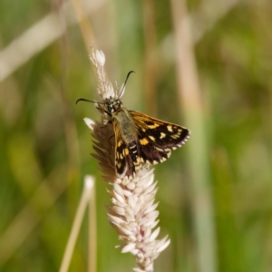 Hesperilla munionga at Mount Clear, ACT - 19 Feb 2021