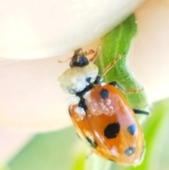 Hippodamia variegata (Spotted Amber Ladybird) at Greenway, ACT - 20 Feb 2021 by trevorpreston