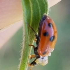 Hippodamia variegata at Greenway, ACT - 20 Feb 2021 03:35 PM