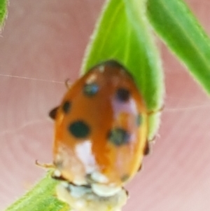 Hippodamia variegata at Greenway, ACT - 20 Feb 2021 03:35 PM