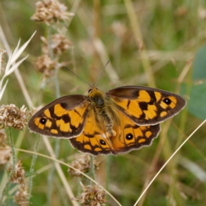 Heteronympha penelope at Mount Clear, ACT - 19 Feb 2021