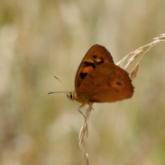 Heteronympha penelope at Mount Clear, ACT - 19 Feb 2021