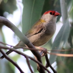 Neochmia temporalis (Red-browed Finch) at Albury - 19 Feb 2021 by Kyliegw