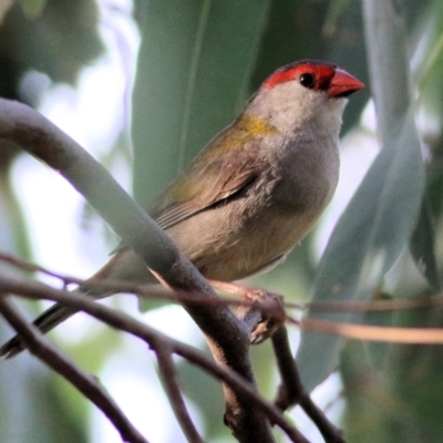 Neochmia temporalis (Red-browed Finch) at Albury - 20 Feb 2021 by KylieWaldon