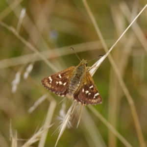 Atkinsia dominula at Mount Clear, ACT - 19 Feb 2021