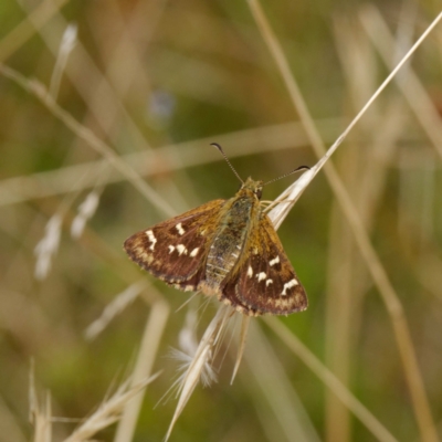 Atkinsia dominula (Two-brand grass-skipper) at Mount Clear, ACT - 19 Feb 2021 by DPRees125