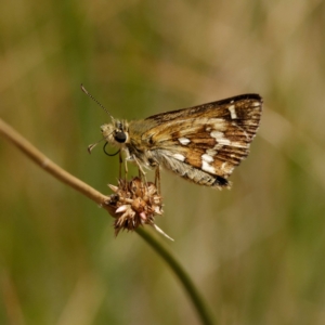 Atkinsia dominula at Mount Clear, ACT - 19 Feb 2021