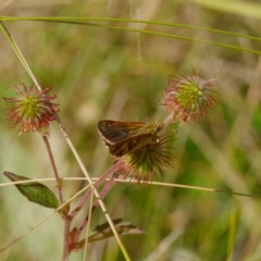 Atkinsia dominula (Two-brand grass-skipper) at Mount Clear, ACT - 19 Feb 2021 by DPRees125