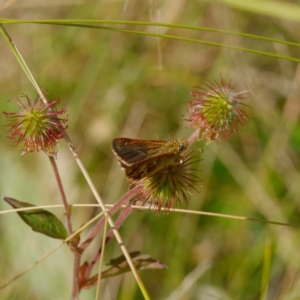 Atkinsia dominula at Mount Clear, ACT - suppressed