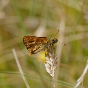 Atkinsia dominula at Mount Clear, ACT - 19 Feb 2021