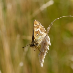 Atkinsia dominula at Mount Clear, ACT - suppressed