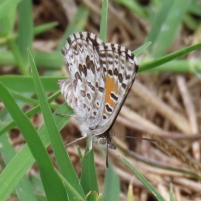 Lucia limbaria (Chequered Copper) at Jerrabomberra Wetlands - 19 Feb 2021 by RodDeb