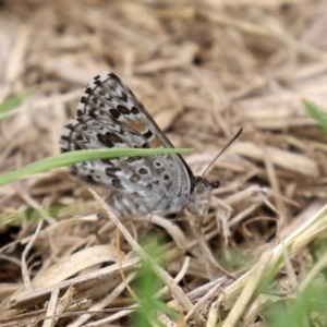 Lucia limbaria at Kingston, ACT - 19 Feb 2021 02:09 PM