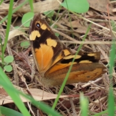 Heteronympha merope (Common Brown Butterfly) at Fyshwick, ACT - 19 Feb 2021 by RodDeb