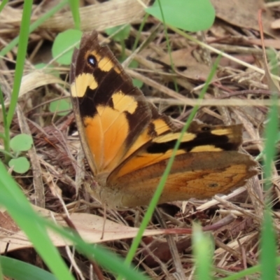 Heteronympha merope (Common Brown Butterfly) at Jerrabomberra Wetlands - 19 Feb 2021 by RodDeb