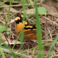 Heteronympha merope at Fyshwick, ACT - 19 Feb 2021