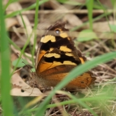 Heteronympha merope at Fyshwick, ACT - 19 Feb 2021