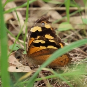 Heteronympha merope at Fyshwick, ACT - 19 Feb 2021