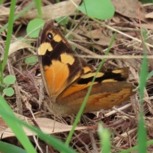 Heteronympha merope at Fyshwick, ACT - 19 Feb 2021