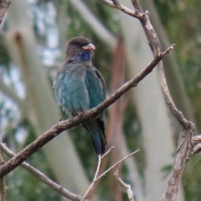 Eurystomus orientalis (Dollarbird) at Jerrabomberra Wetlands - 19 Feb 2021 by RodDeb