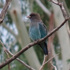 Eurystomus orientalis at Fyshwick, ACT - 19 Feb 2021