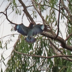 Eurystomus orientalis at Fyshwick, ACT - 19 Feb 2021