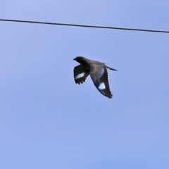 Eurystomus orientalis at Fyshwick, ACT - 19 Feb 2021