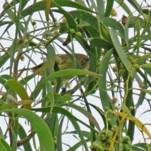 Acanthiza nana at Fyshwick, ACT - 19 Feb 2021