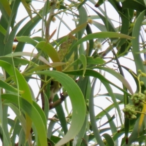 Acanthiza nana at Fyshwick, ACT - 19 Feb 2021